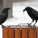 CROWS trained to pick up cigarette butts in Sweden!